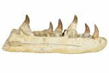 Mosasaur Jaw Section with Six Teeth - Morocco #195782-1